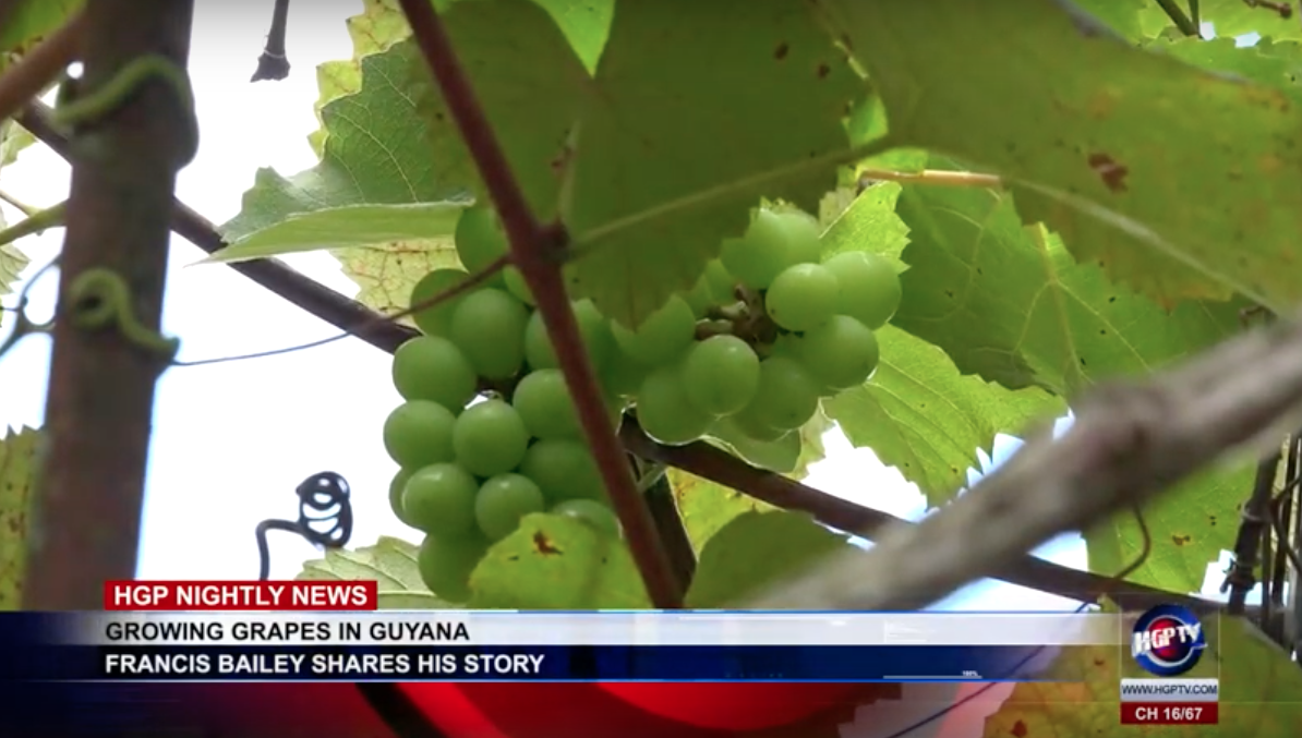 GROWING GRAPES IN GUYANA HGPTV Guyana's Nightly News and